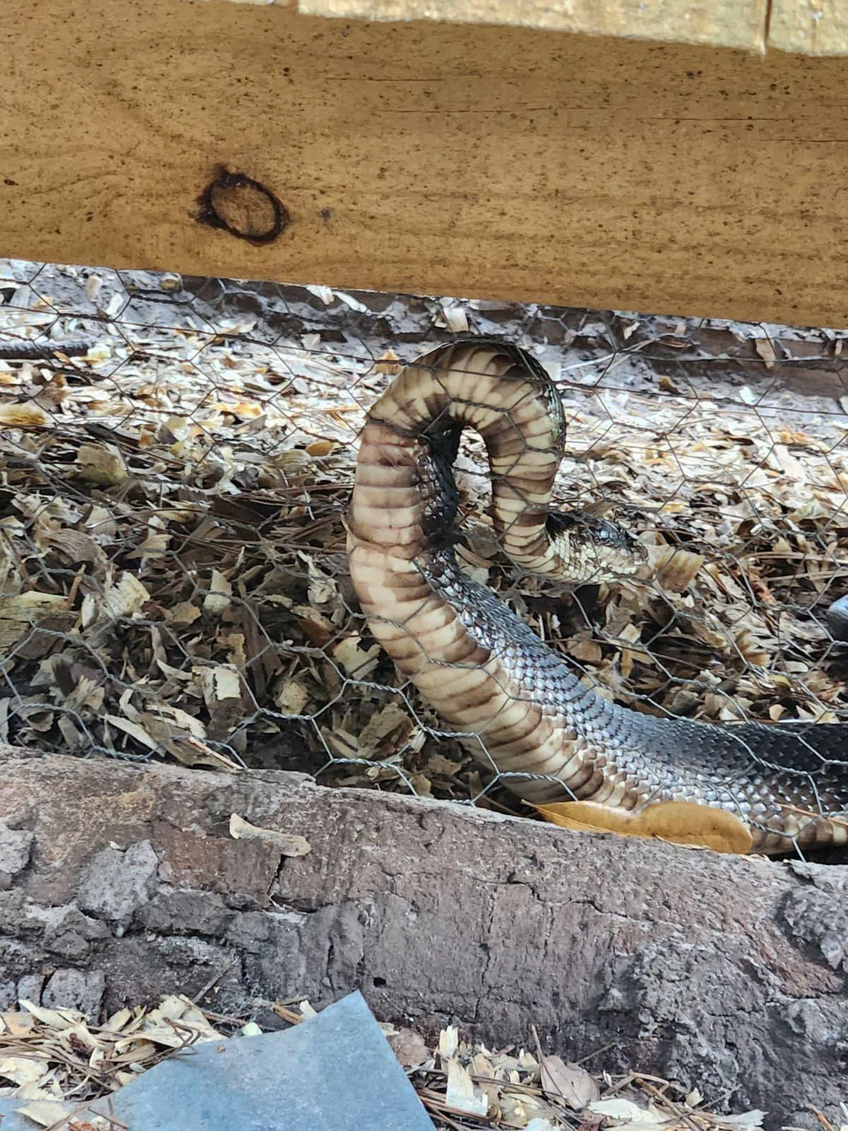 Snake caught in debris
