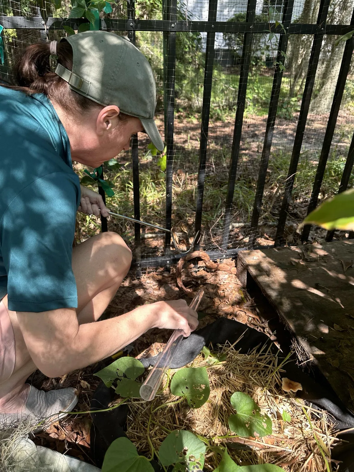 Southern Snake Lady relocators at work