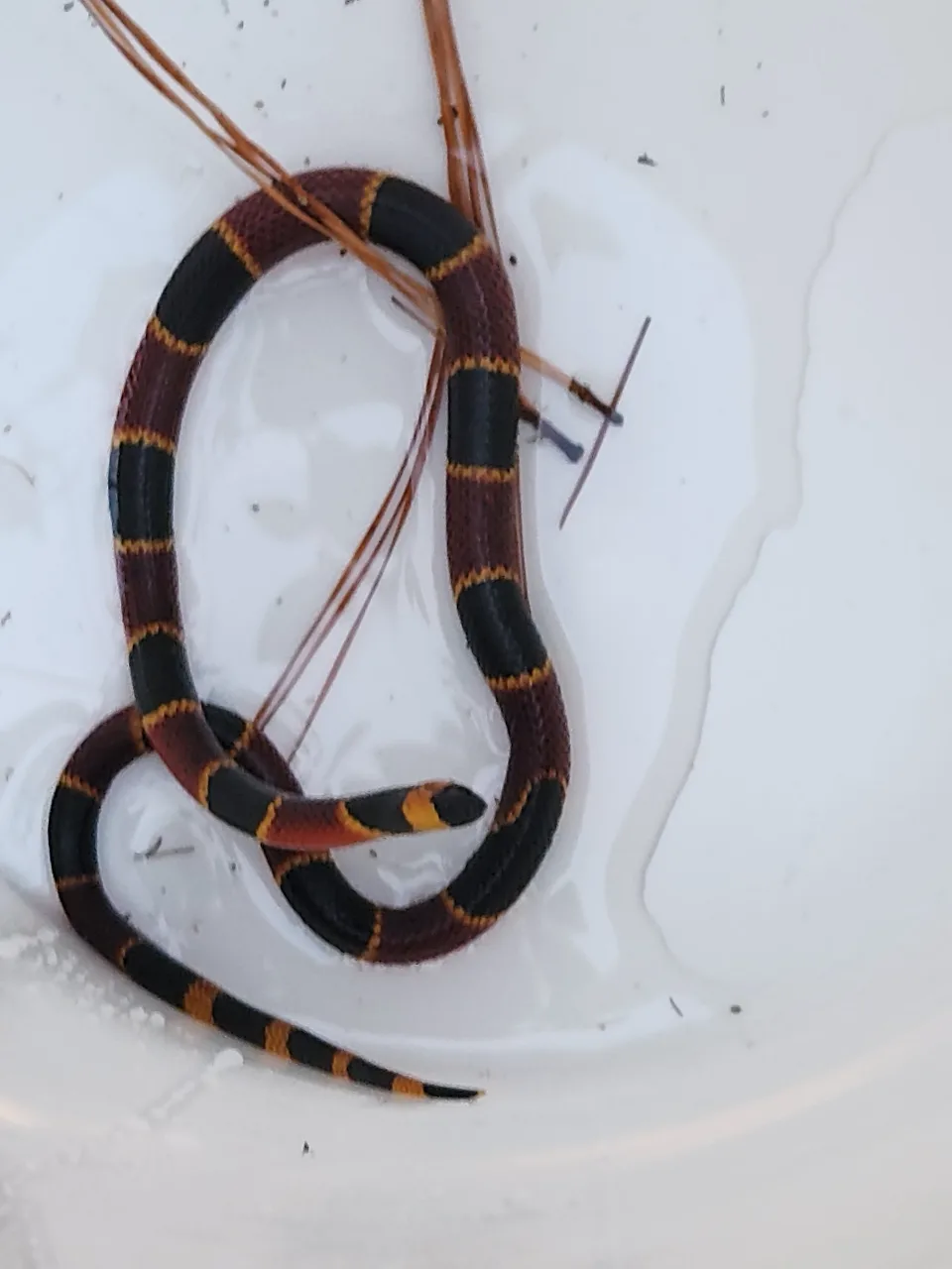 A rescued coral snake