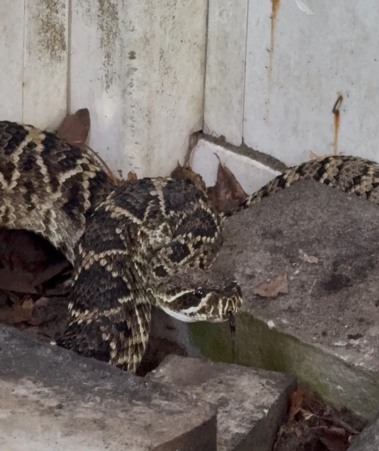 Gunnar the eastern diamondback rattlesnake