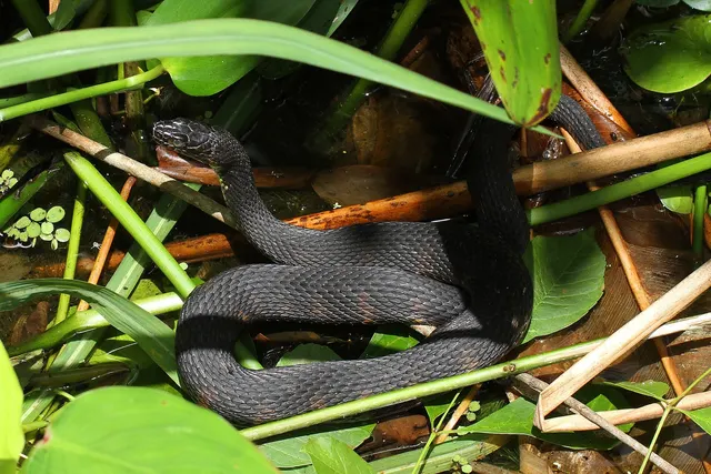 Banded Water Snake