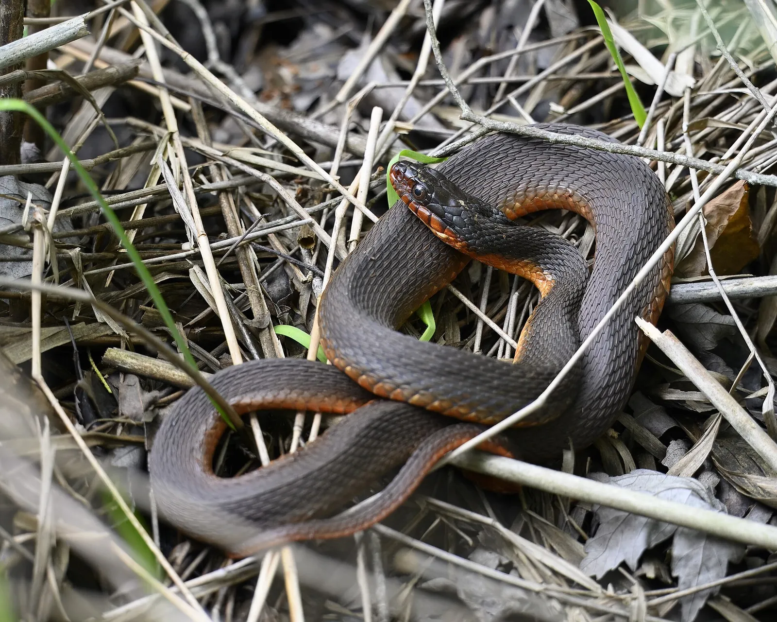 Banded Water Snake