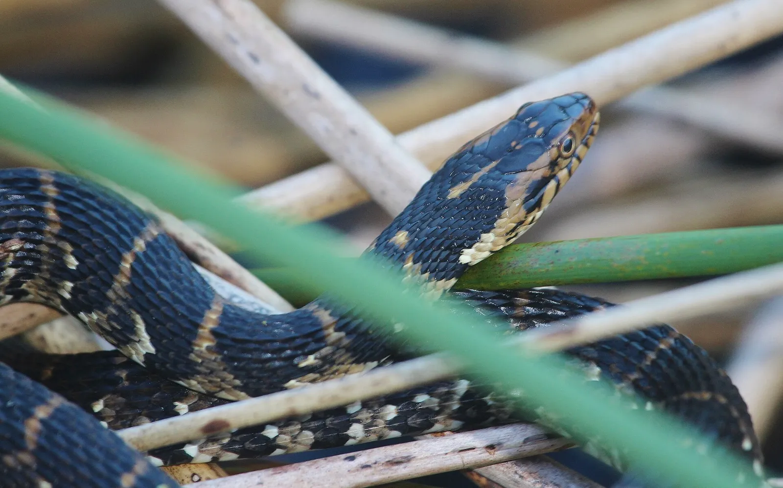 Watersnake face