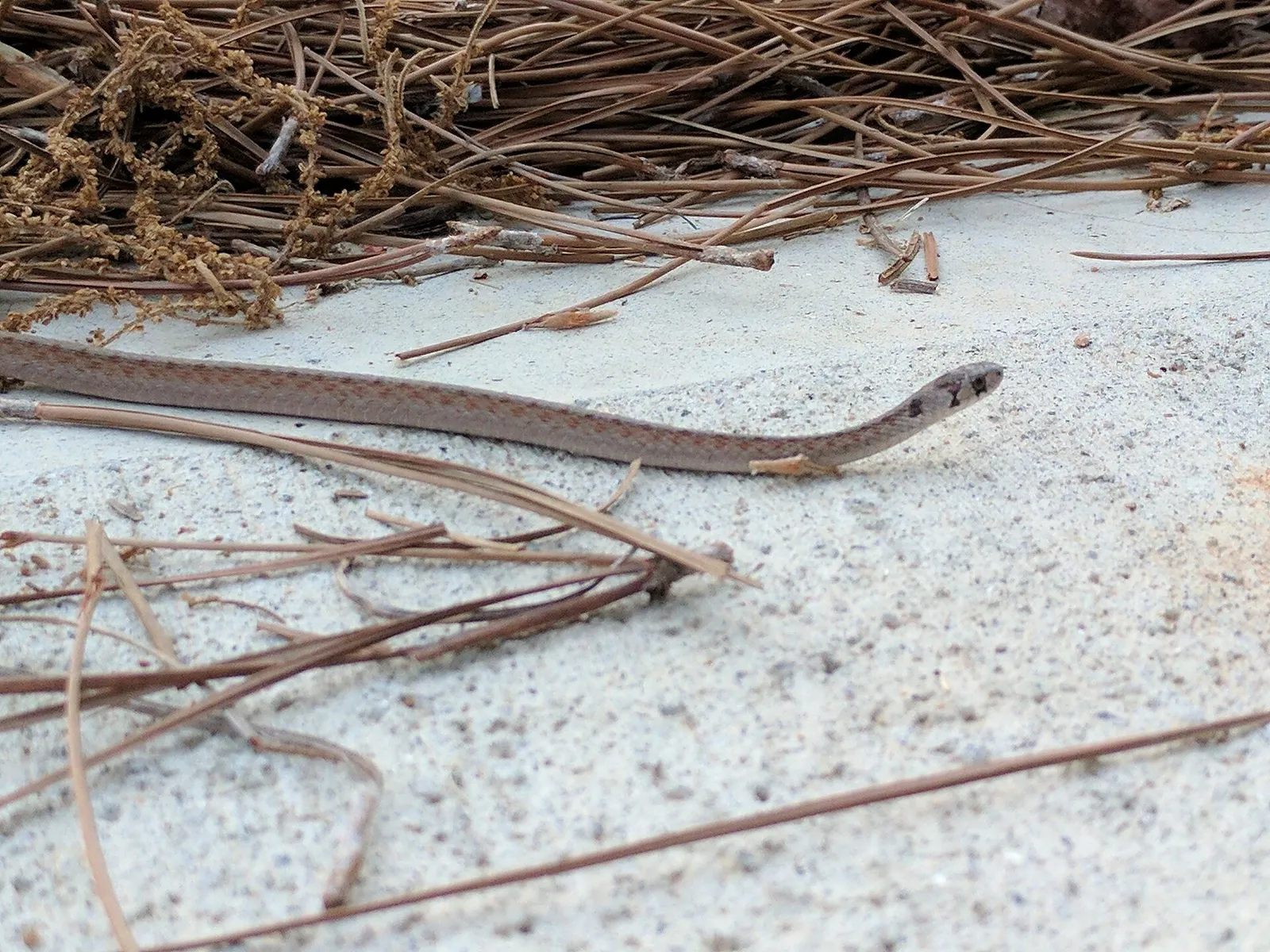 Florida Brown Snake