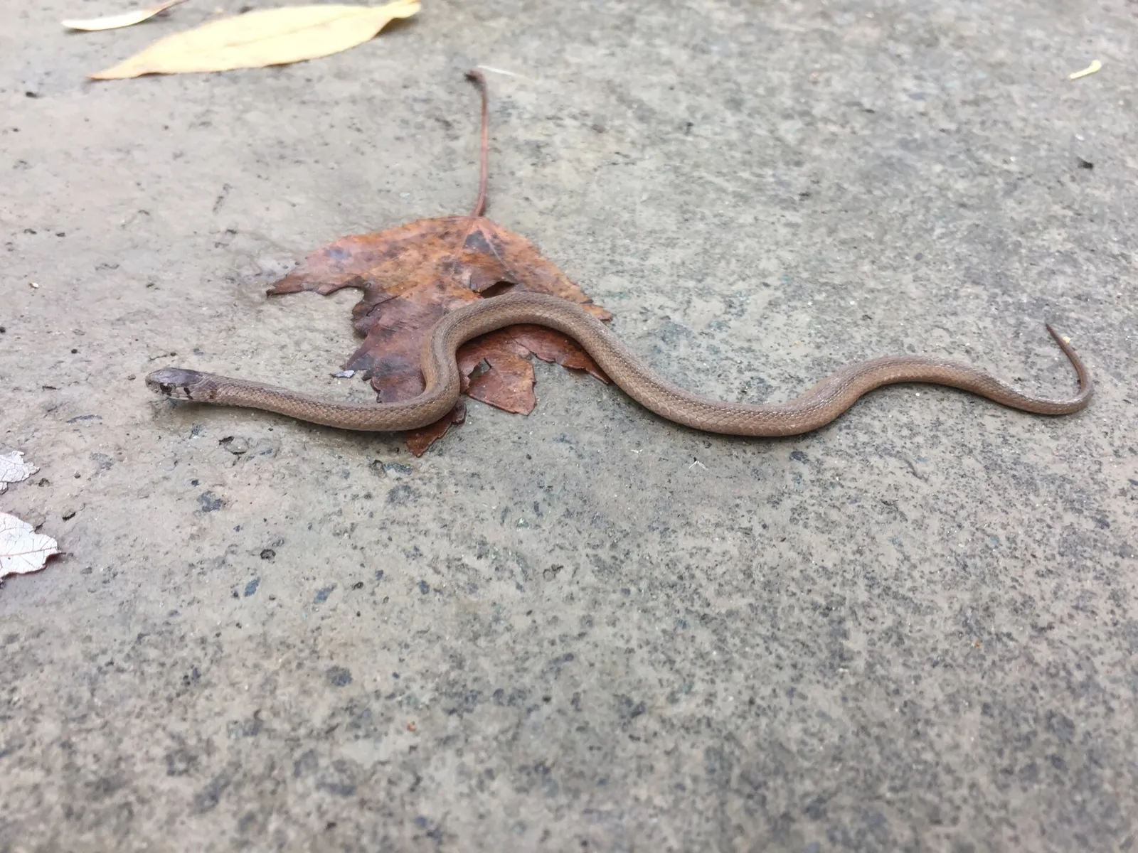 Florida Brown Snake