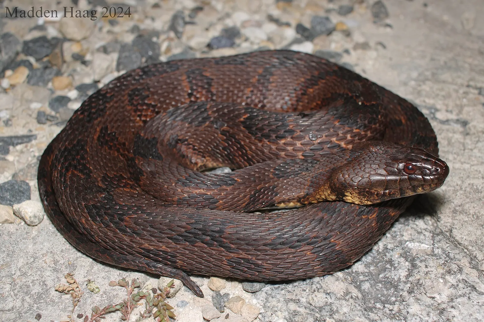 Brown Watersnake