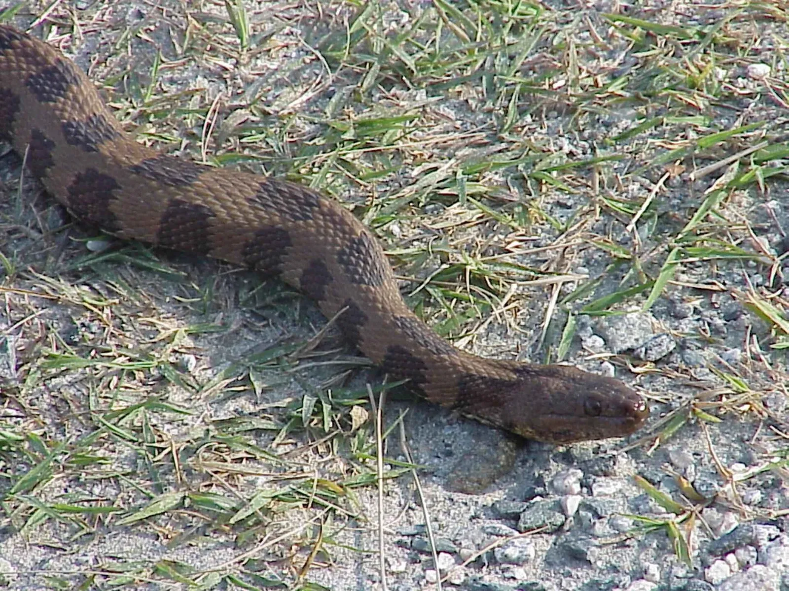 Brown Watersnake