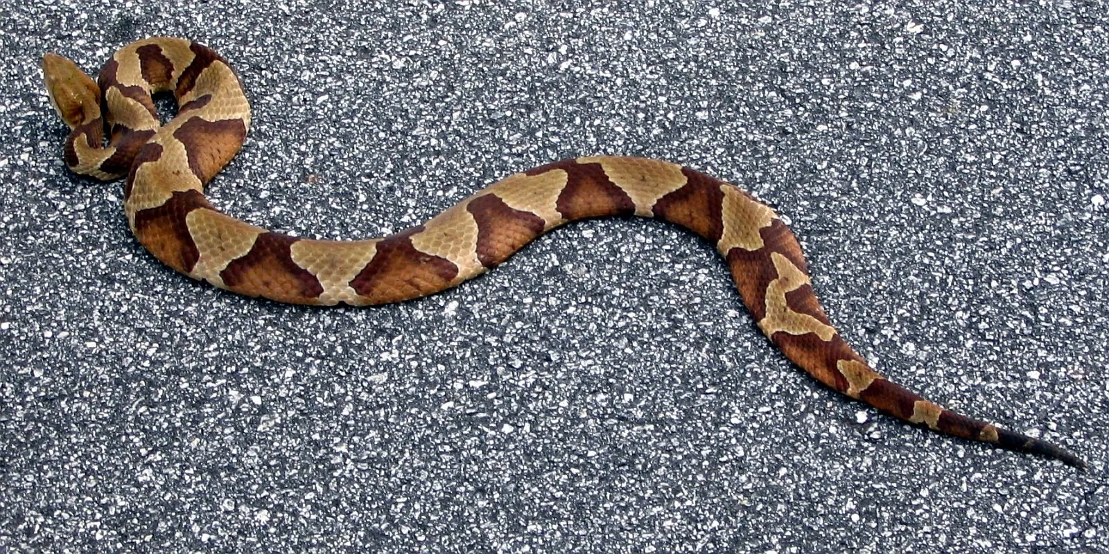 Copperhead