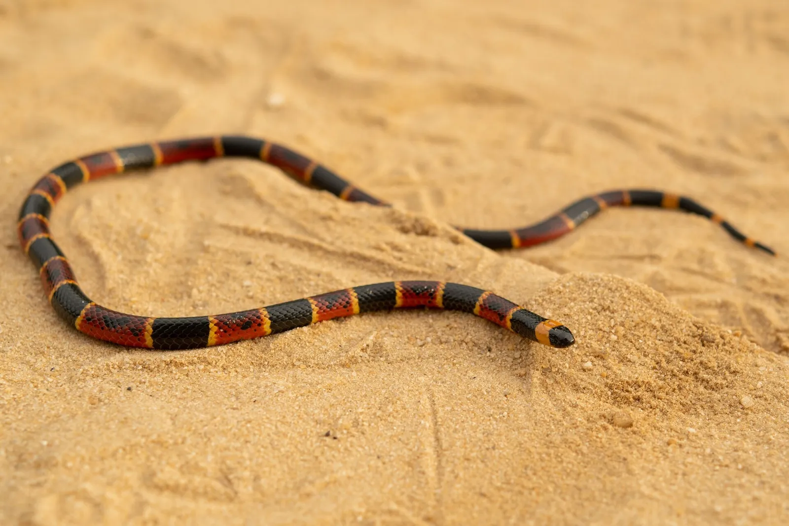 Coral Snake