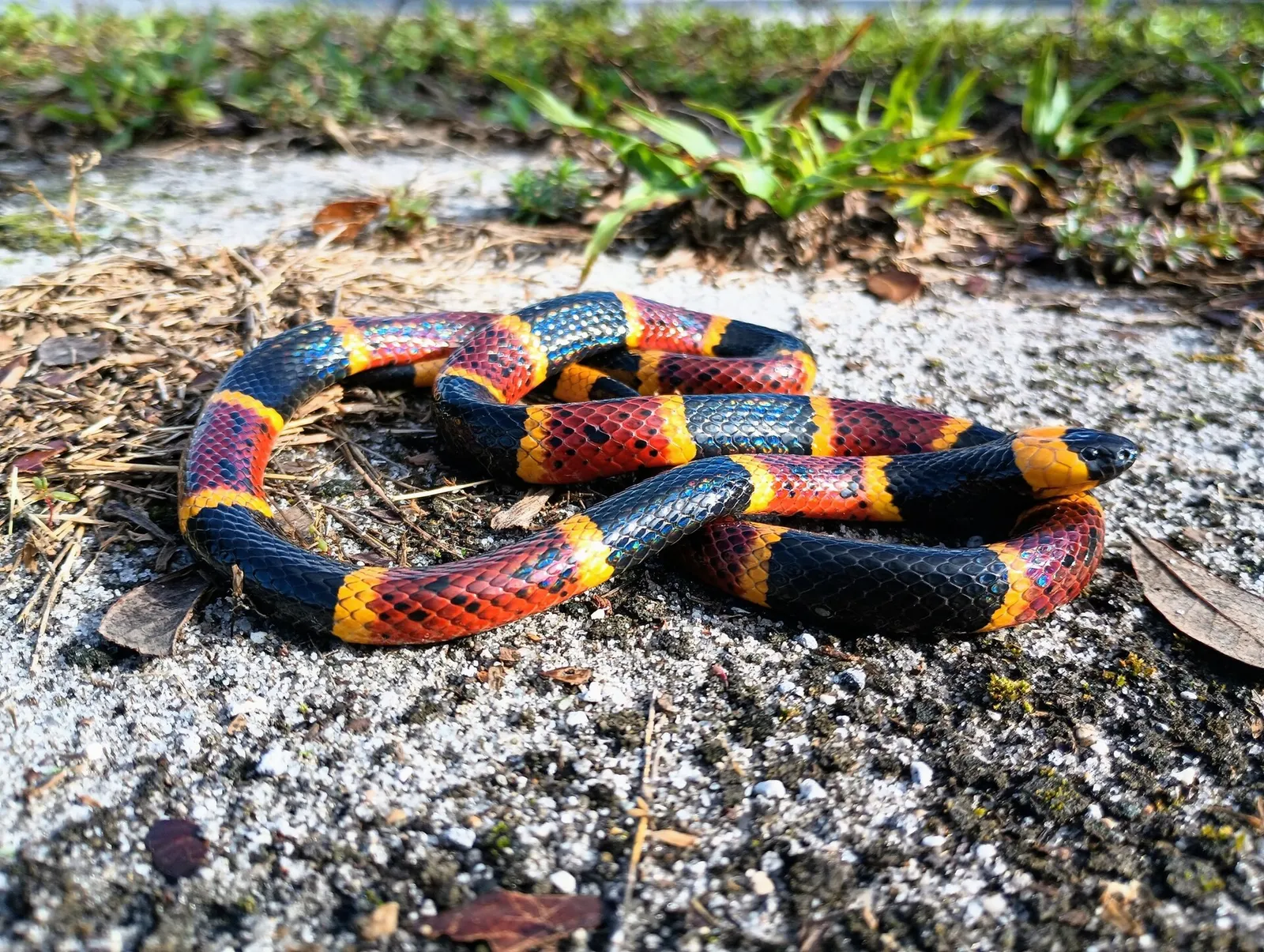 Coral Snake