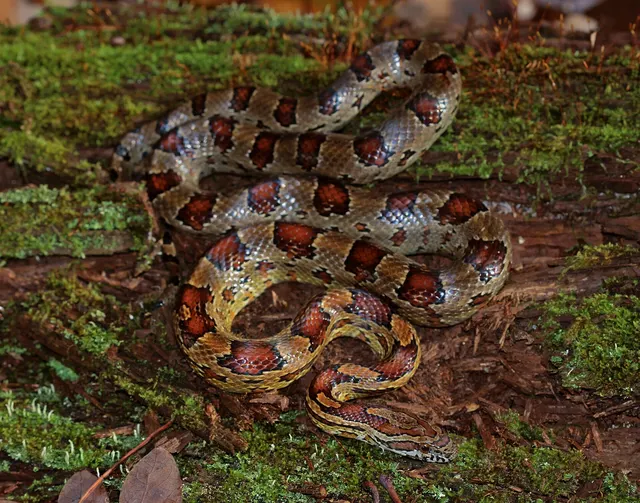 Corn Snake