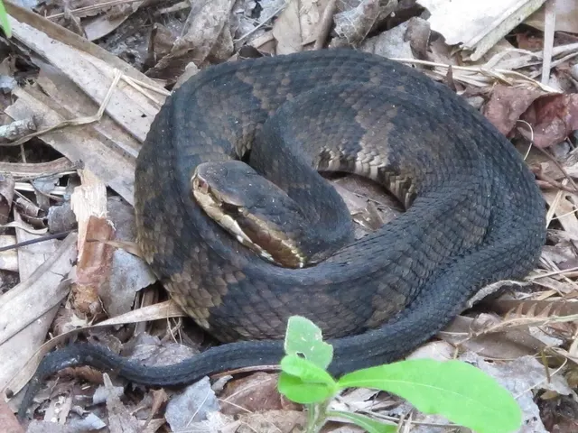 Cottonmouth / Water Moccasin