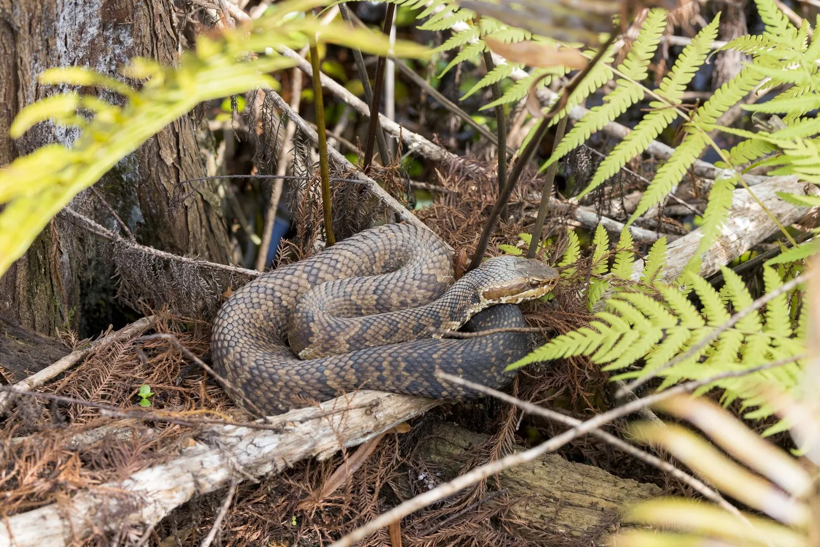 Cottonmouth / Water Moccasin