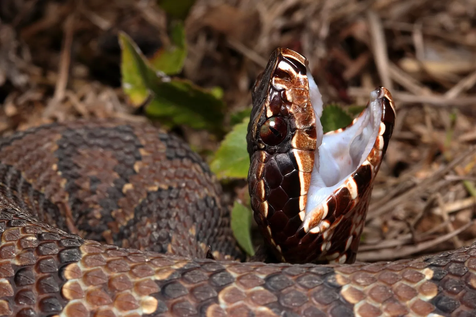 Cottonmouth / Water Moccasin