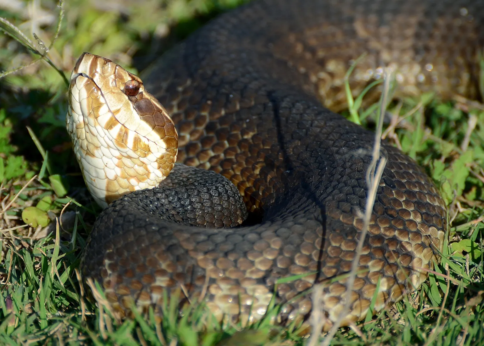 Cottonmouth face