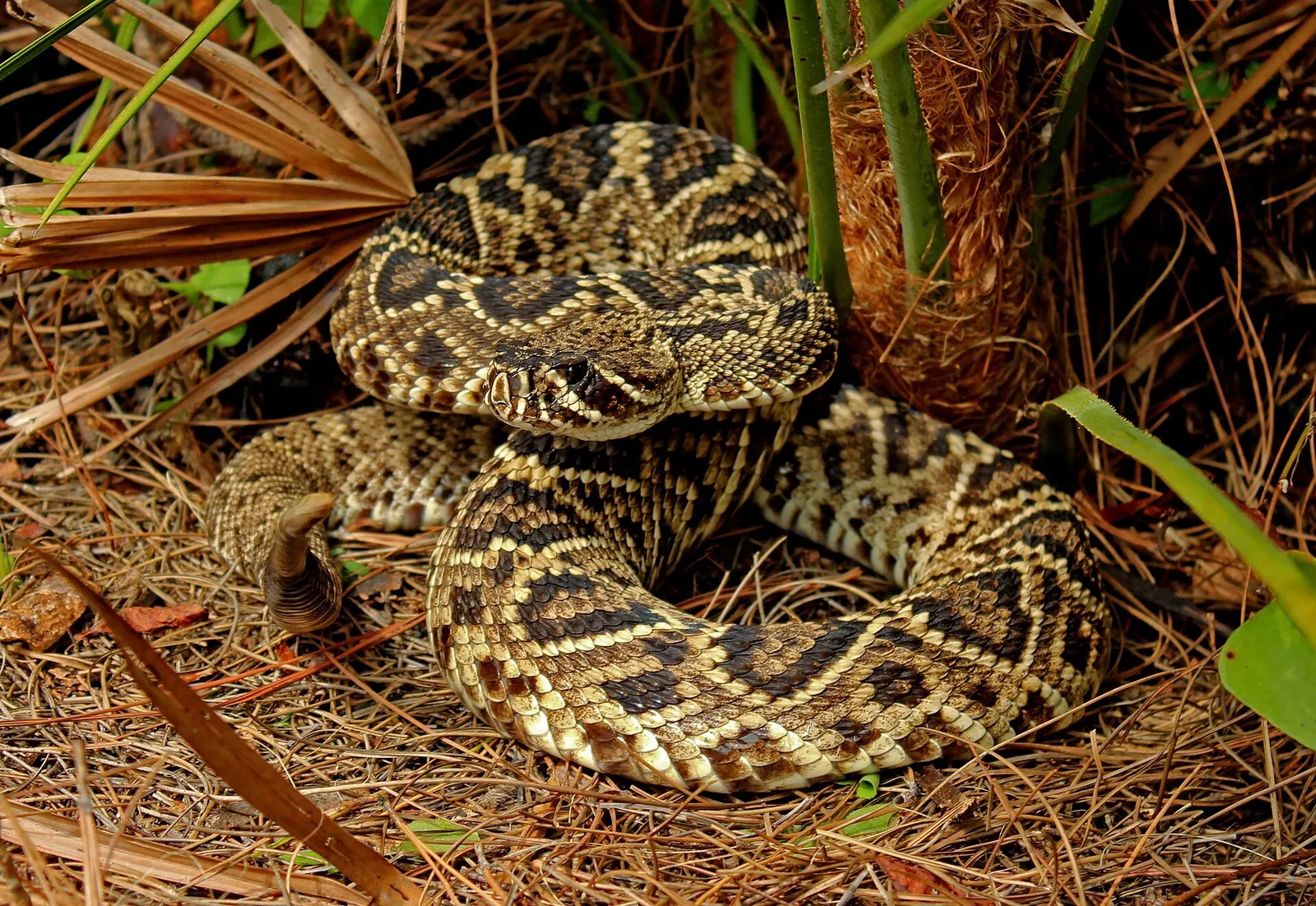 Eastern Diamondback Rattlesnake