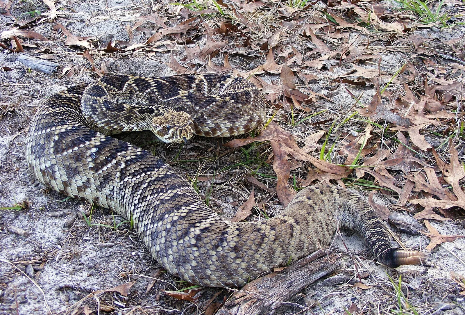 Eastern Diamondback Rattlesnake