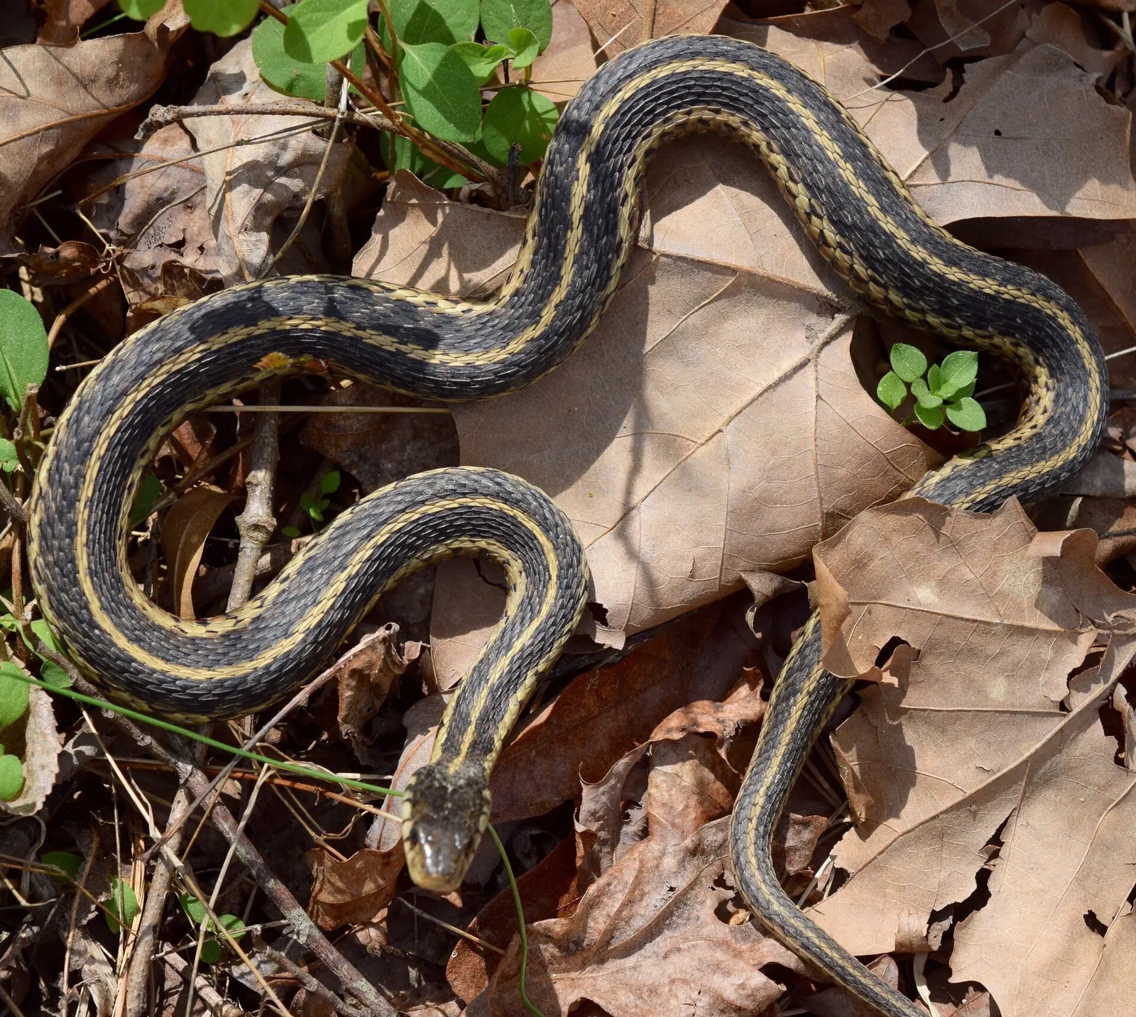 Mystery snake