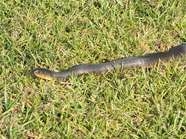 Florida Green Watersnake