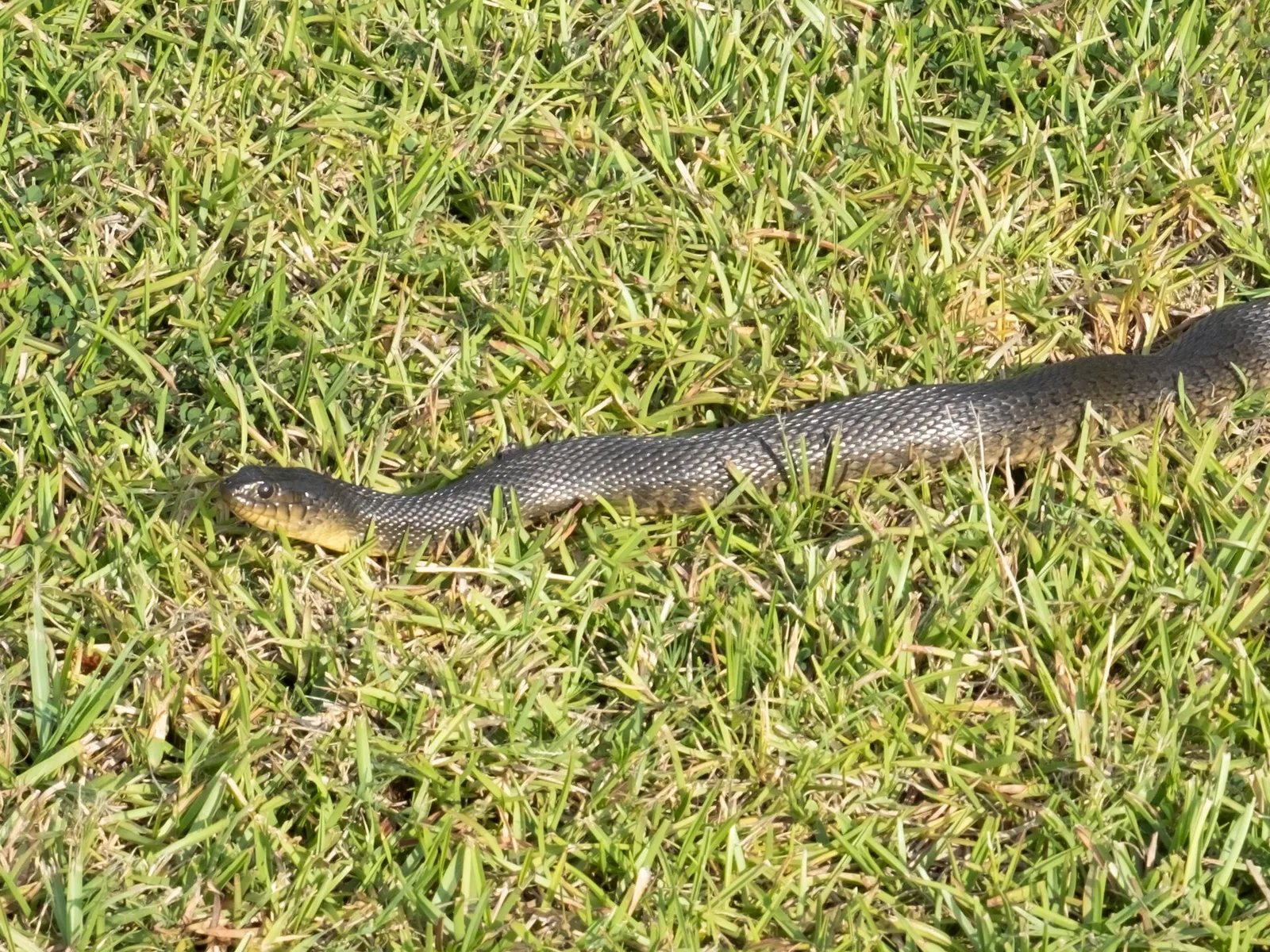 Florida Green Watersnake