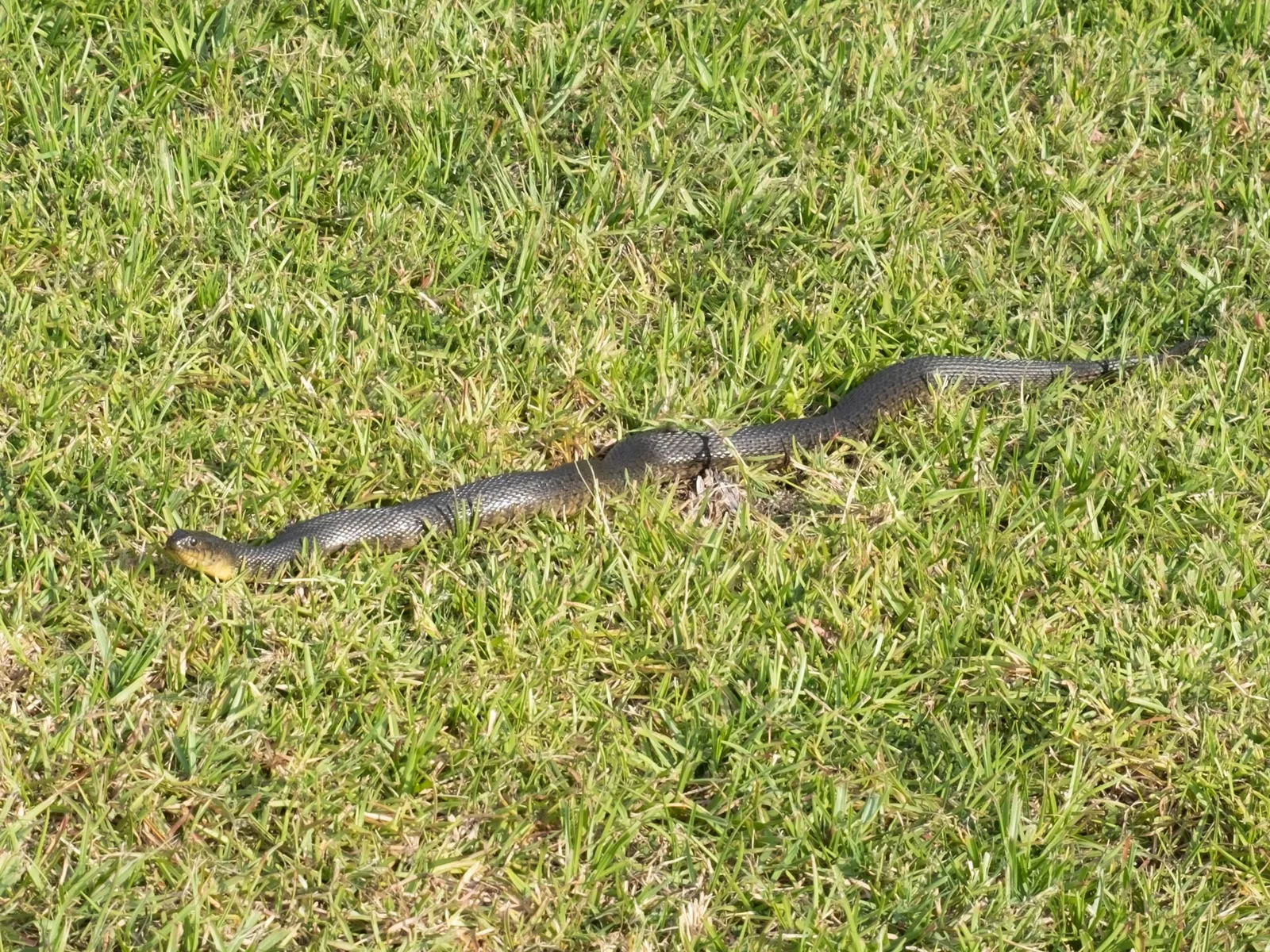 Florida Green Watersnake