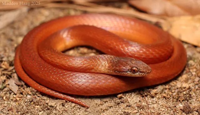 Pinewoods Littersnake