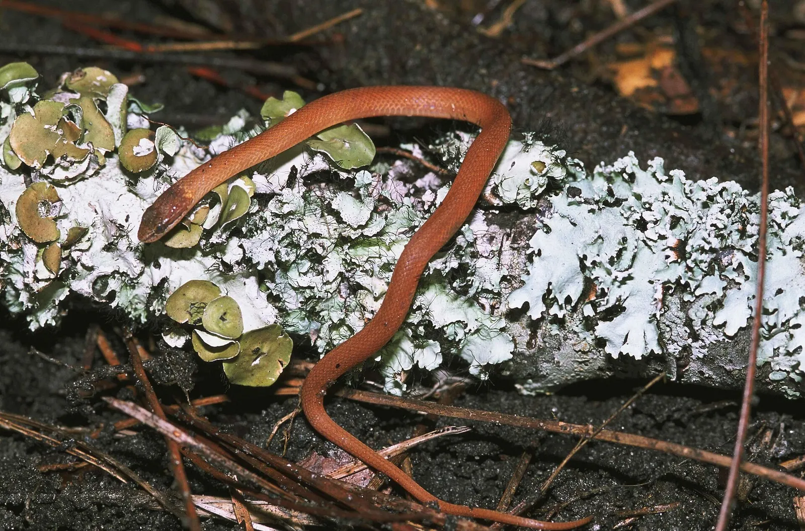 Pinewoods Littersnake