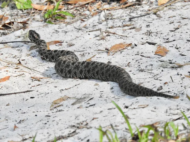 Pygmy Rattlesnake