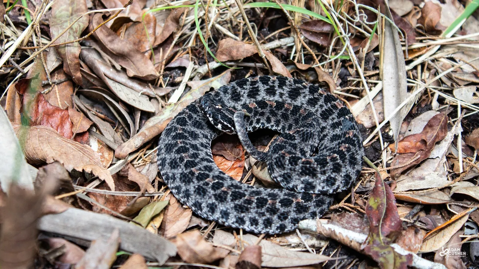 Pygmy Rattlesnake