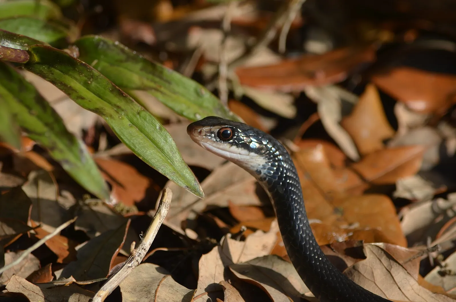 Black Racer