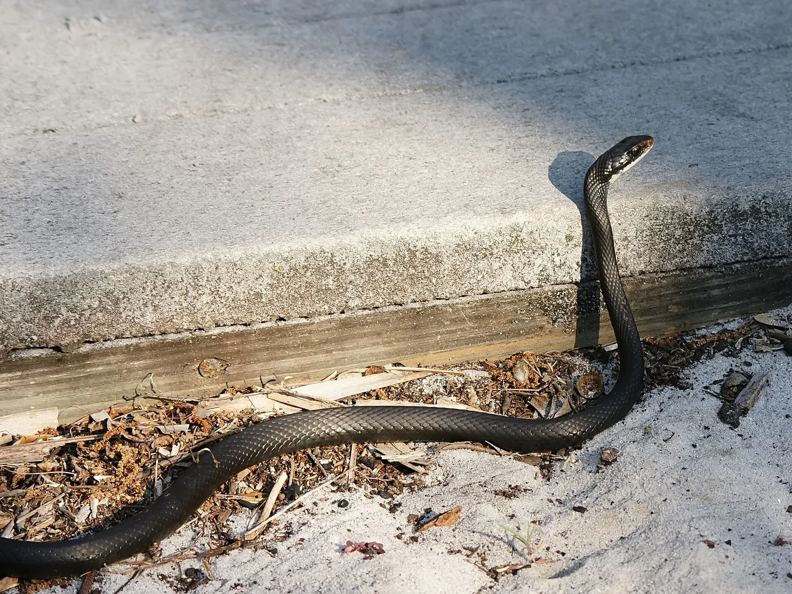 Black Racer