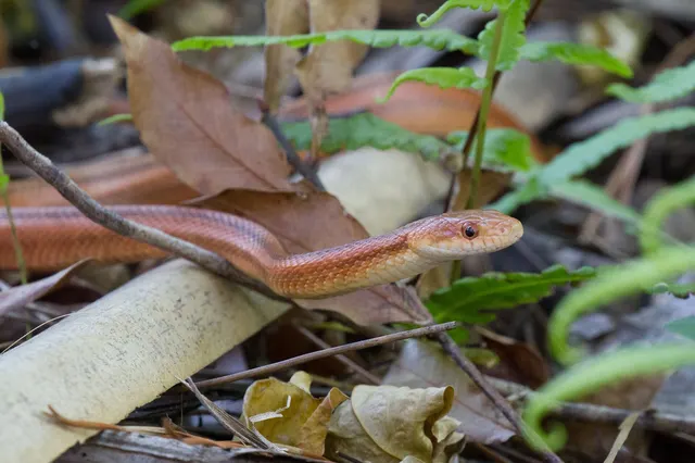 Eastern Rat Snake