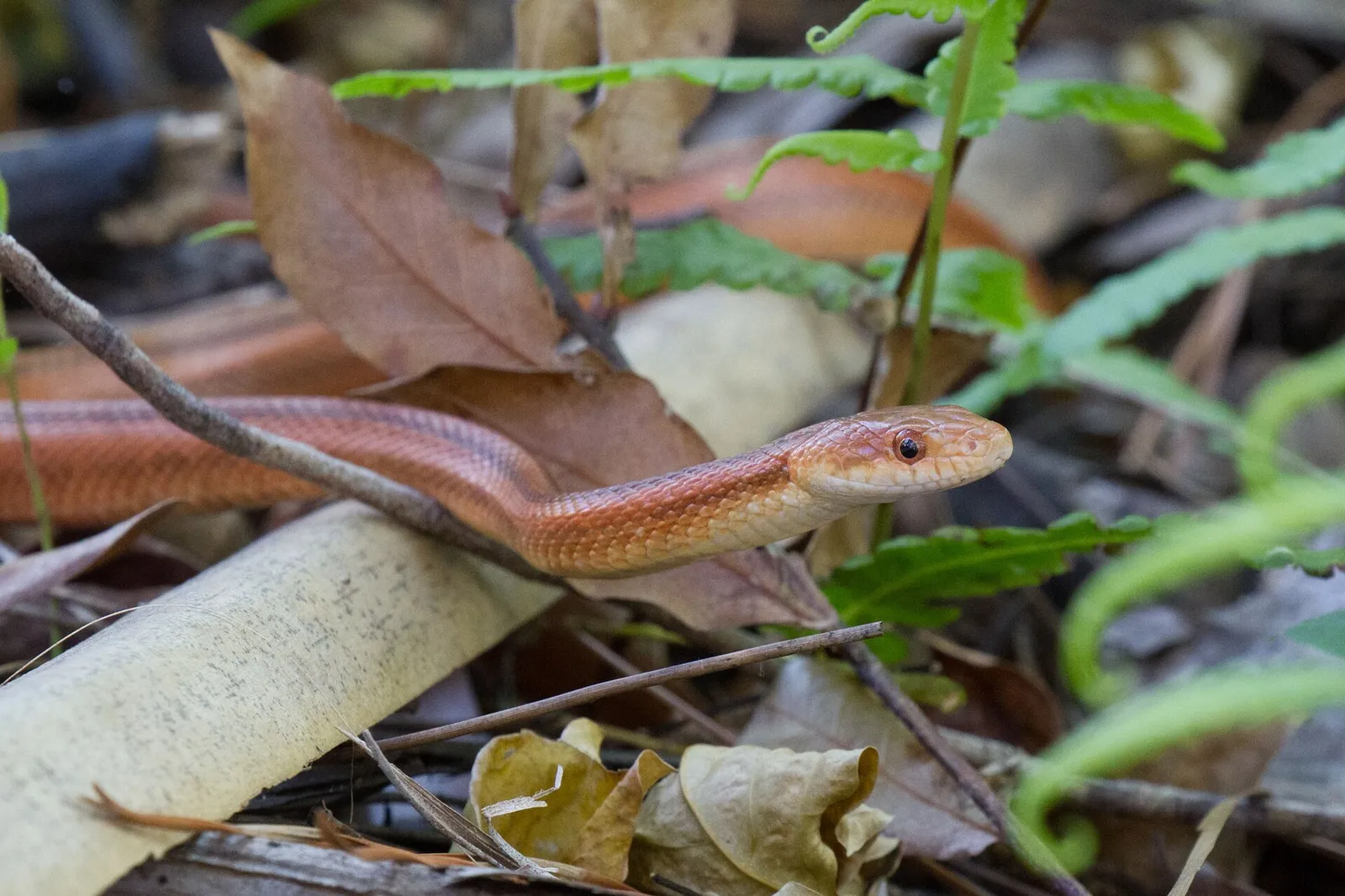 Eastern Rat Snake