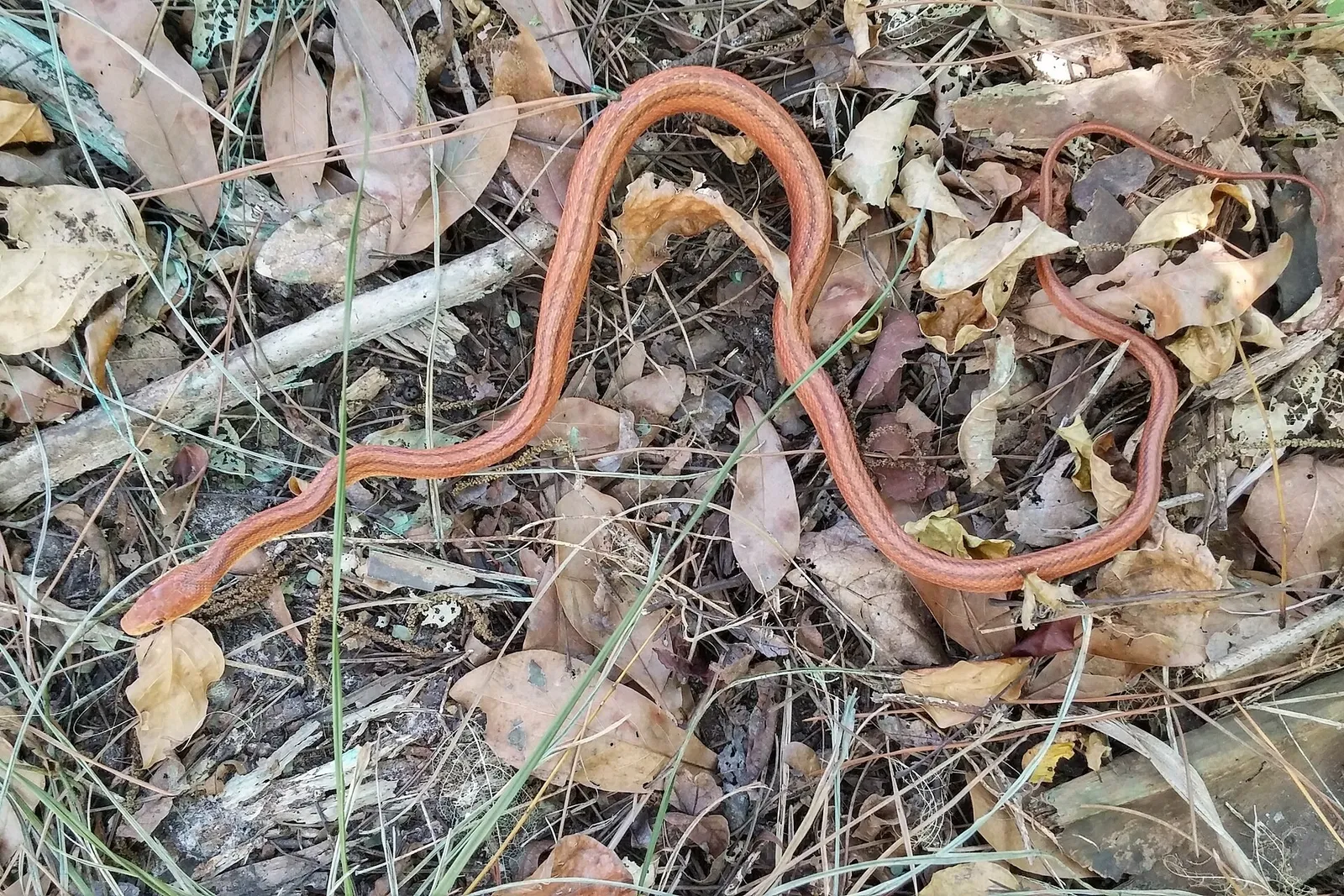Snake