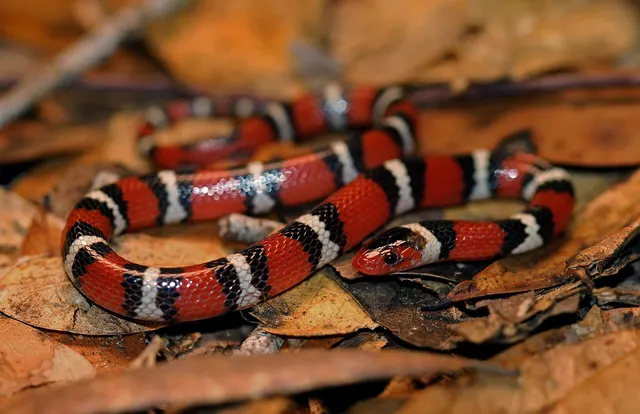 Scarlet Kingsnake
