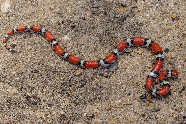 Scarlet Snake