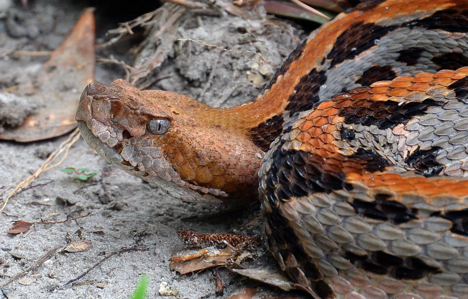 Timber Rattlesnake