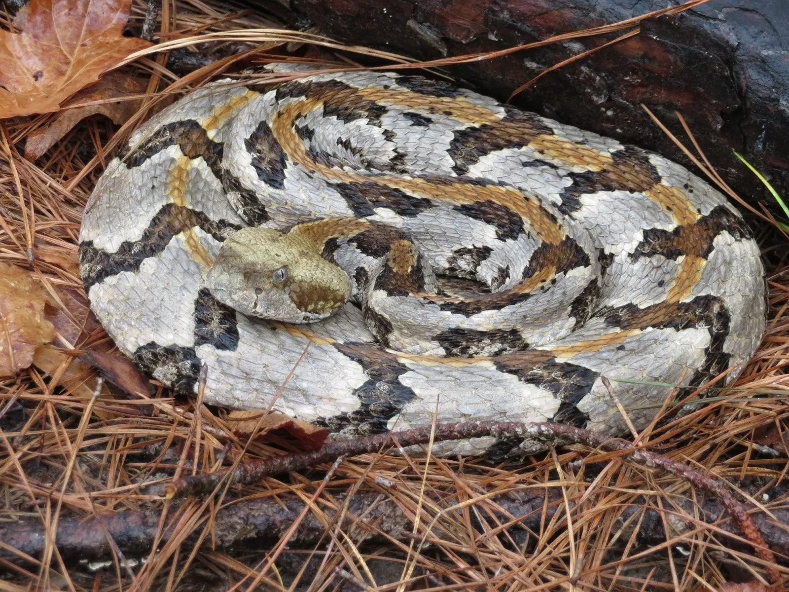 Timber Rattlesnake